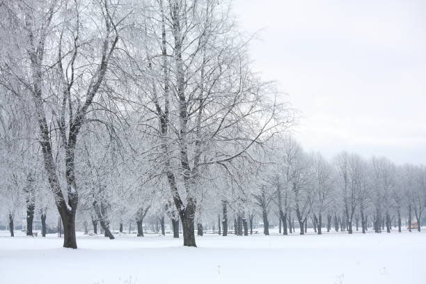 istock Winter view in the park 1191063802