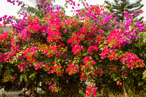 Red and pink bougainvillea flower stock photo