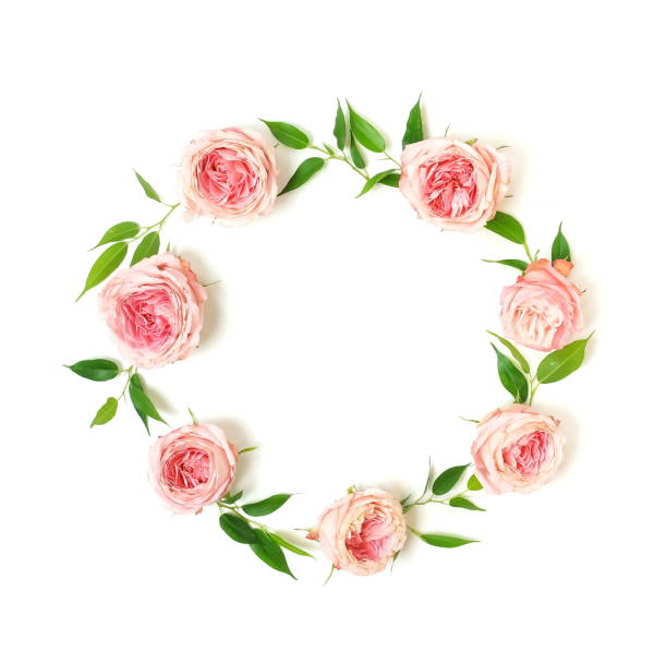 istock Flowers composition background. beautiful pink roses wreath on white      backgrop isolated.Top view.Copy space. Floral card. Holiday flowers concept. 1191063988