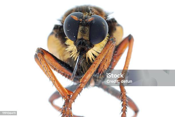 Photo libre de droit de Mouche Prédatrice banque d'images et plus d'images libres de droit de Abdomen d'animal - Abdomen d'animal, Animaux nuisibles, Branche - Partie d'une plante