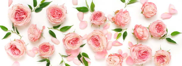 istock Flowers pattern composition background banner. beautiful pink roses on white backgrop isolated.Top view. Floral card. Holiday flowers concept. 1191064486