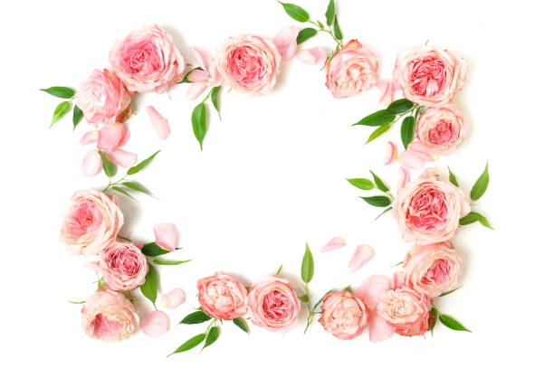 istock Flowers frame border composition background. beautiful pink roses on white      backgrop isolated.Top view.Copy space. Floral card. Holiday flowers concept. 1191064924