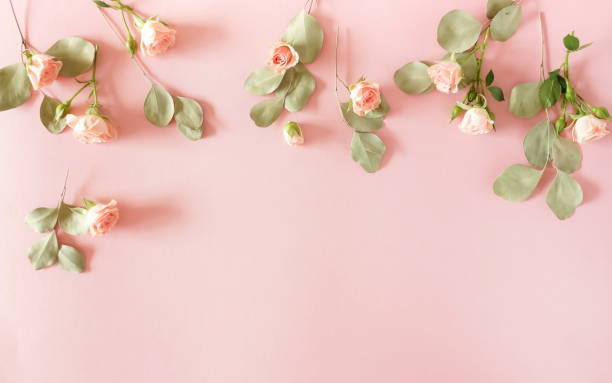 istock Flowers composition background. beautiful pink roses on pink backgrop.Top view.Copy space. Flat lay floral card. Holiday flowers concept. 1191064957