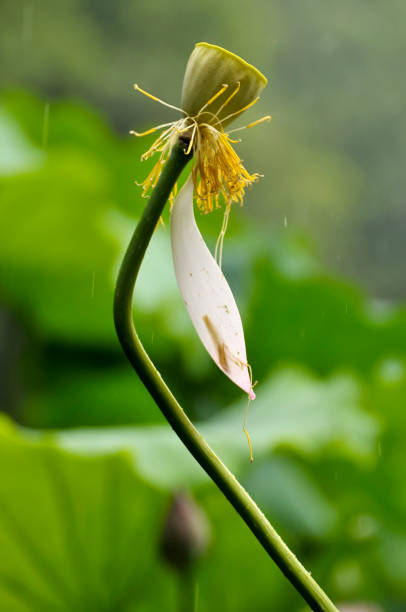 istock Beauty in nature 1191064964