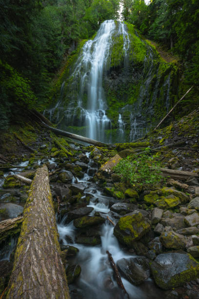 fallen logs and rushing water at proxy falls in oregon - lower proxy falls imagens e fotografias de stock