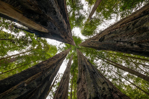 istock Surrounded by large Redwood Trees from Jedediah Smith State Park in California 1191065764