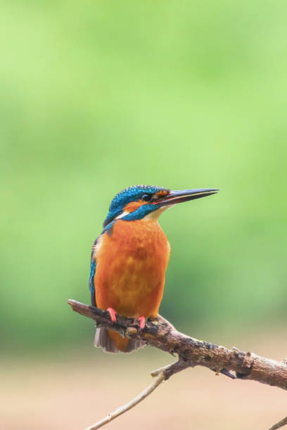 istock Common Kingfisher (Alcedo atthis) Eurasian Kingfisher Bird sitting on a Branch 1191066153