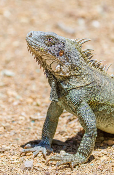istock Close up green iguana head and front legs 1191066267