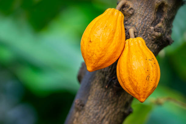 tronco de árbol de cacao con fruta de cacao - legume small group of objects nobody color image fotografías e imágenes de stock