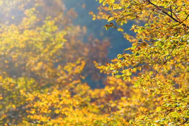 istock Autumn Forest Colorful Trees and Leafs, Background Autumn Trees, Autumn Texture Pattern 1191066939
