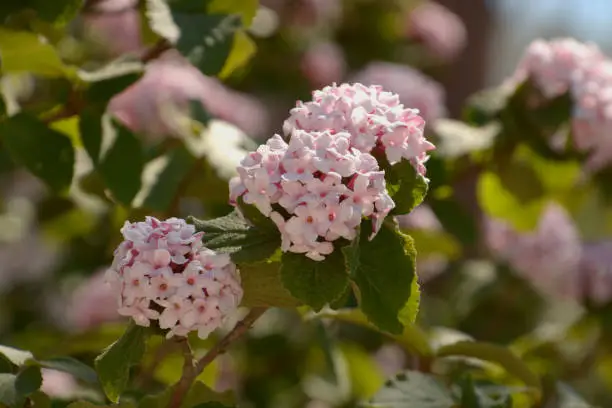 close-up of arrowwood in bloom in early spring