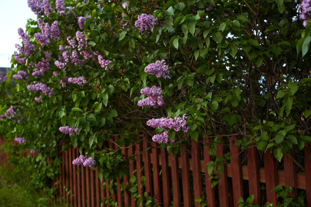 lilac blossom tree and red fence