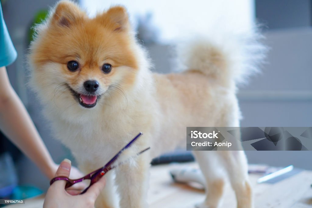 Home Pet Grooming A Pet Owner Trying To Cut The Hair Of Pomeranian Dog With  Scissors That Standing On A Center Of The Wooden Table Stock Photo -  Download Image Now - iStock