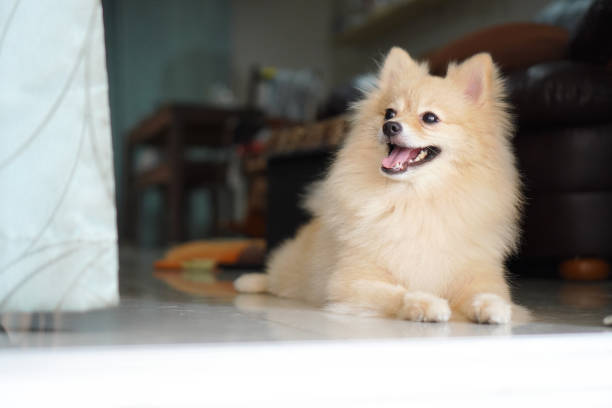 A light brown pomeranian dog is looking to something and lying down on a tile floor at a front door