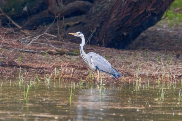 istock The Hunting Grey Heron (Ardea cinerea) Grey Heron Waters Edge 1191067168