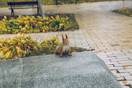 City Kiev, Ukraine. In the autumn, parsley with squirrel and fallen leaves. 10.11.2019