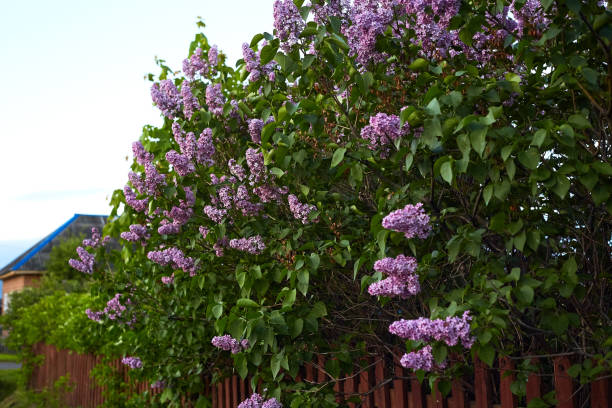 istock lilac blossom tree and red fence in summer 1191067568