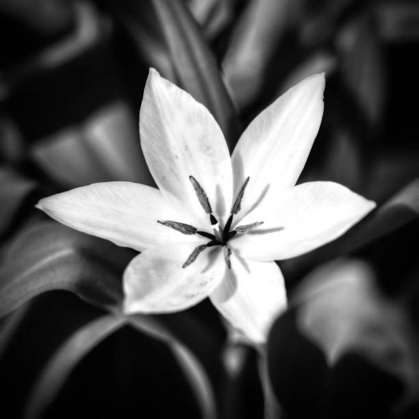istock Close-up Tulip from above 1191068816