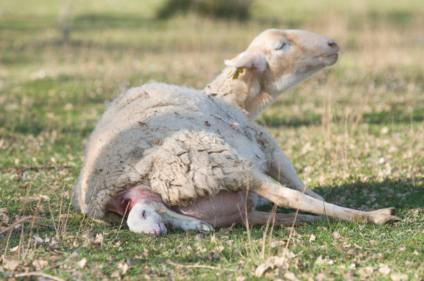 Sheep For Birth Stock Photo - Download Image Now - Sheep, Childbirth,  Pregnant - iStock