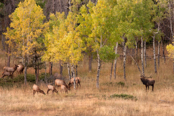 jesień osika bugling byka łosie stada harem elk meadows park evergreen colorado - evergreen tree obrazy zdjęcia i obrazy z banku zdjęć
