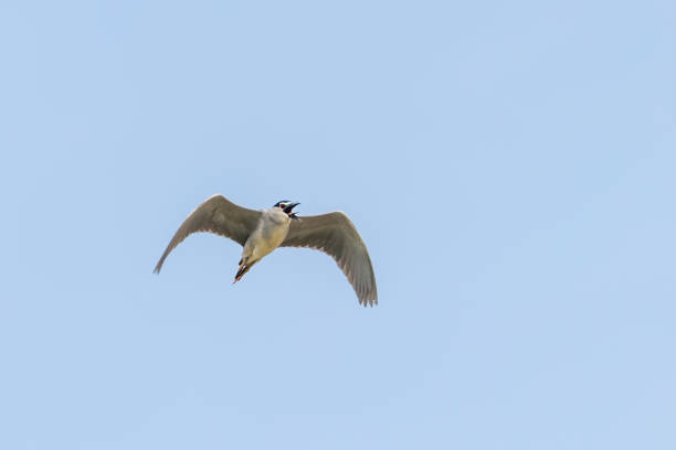 istock Black Crowned Night Heron in Fight Blue Sky (Nycticorax nycticorax) 1191070264