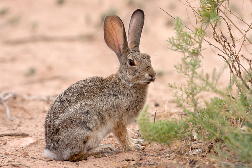 Feeding on plants along the Gunnison River, a desert cottontail feeds in the Dominguez-Escalate National Conservation Area in western Colorado.