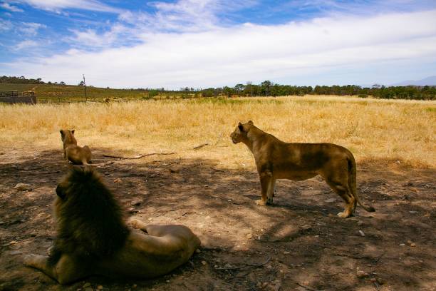 istock Group of lions 1191070392