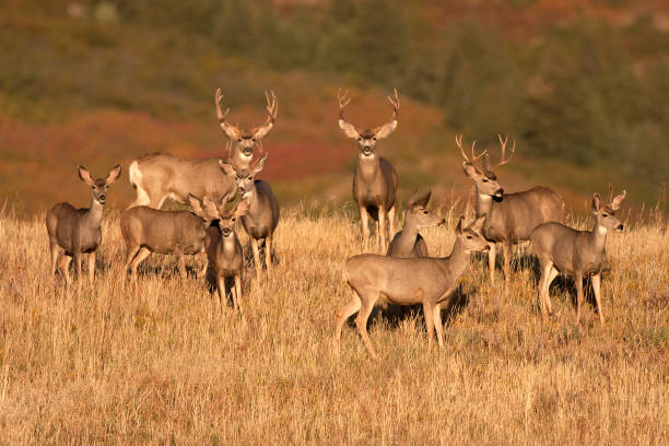 Wild mule deer herd grazing sunrise field Roxburough State Park Colorado At sunrise a mule deer herd with large antlered males and females graze in tall prairie grass in Roxborough State Park, Colorado. mule deer stock pictures, royalty-free photos & images