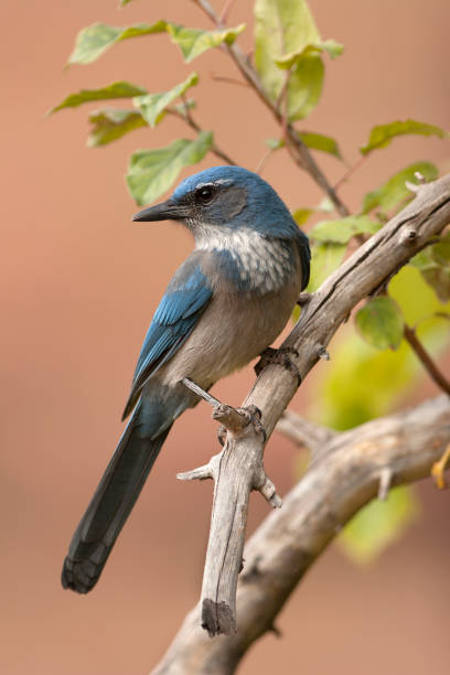 Western scrub jay briefly perches on a tree at Red Rocks Park in the Morrison Colorado Rocky Mountian foot hills.