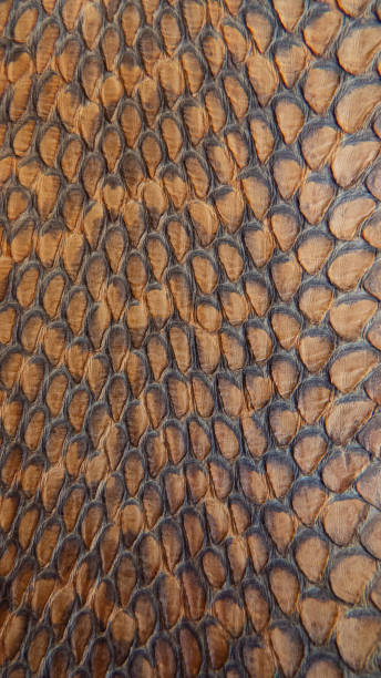 istock Snake brown skin texture 1191072537