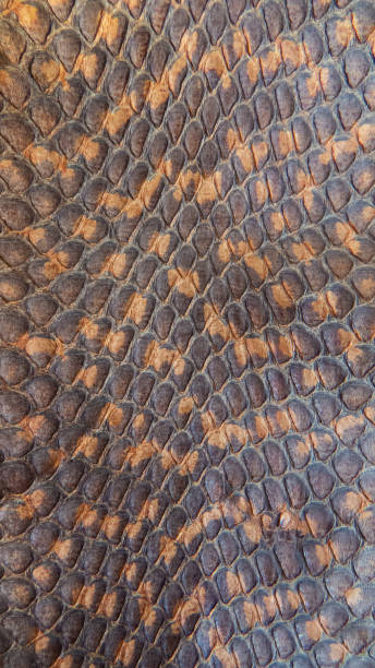 istock Snake brown skin texture 1191072539