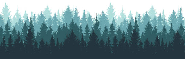 illustrazioni stock, clip art, cartoni animati e icone di tendenza di sfondo della foresta, natura, paesaggio. pino, abete rosso, albero di natale. nebbia conifere sempreverdi. vettore silhouette - pine tree evergreen tree backgrounds needle