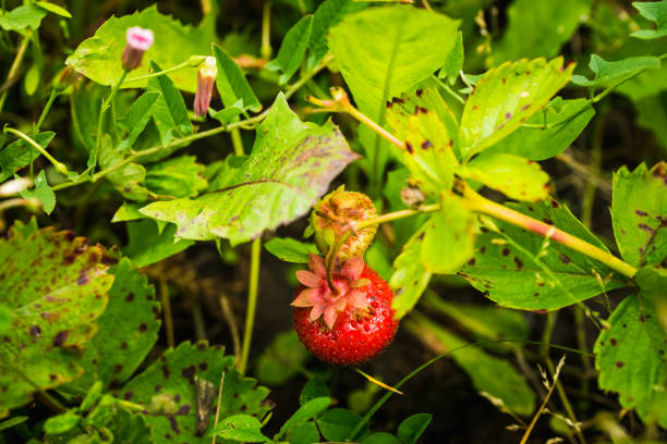 Red ripe strawberry in the garden. Selective focus. Shallow depth of field.