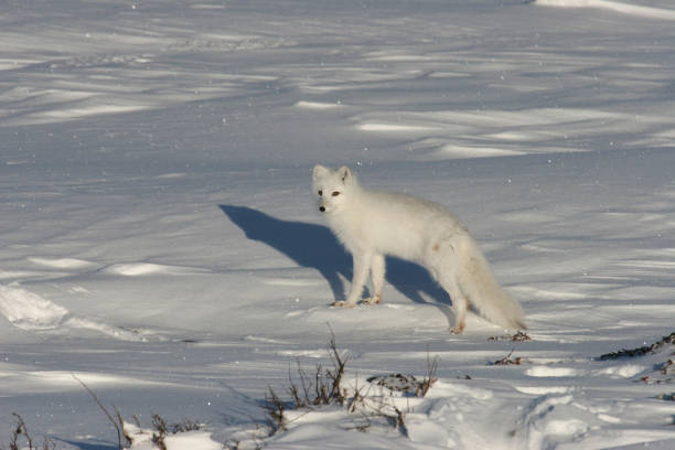 istock Wild walking arctic fox snow covered tundra Hudson Bay Manitoba Canada 1191074156