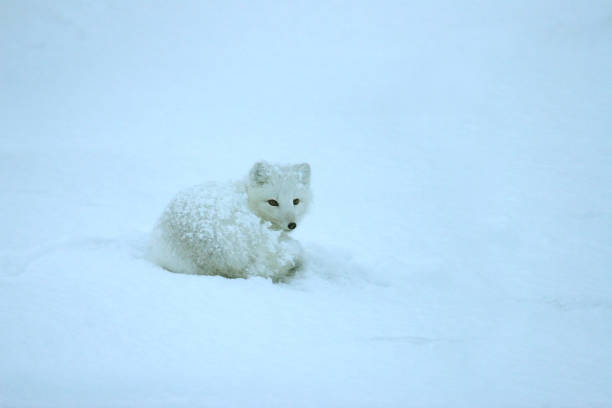 istock Wild sleeping arctic fox snowstorm covered tundra Hudson Bay Manitoba Canada 1191074848
