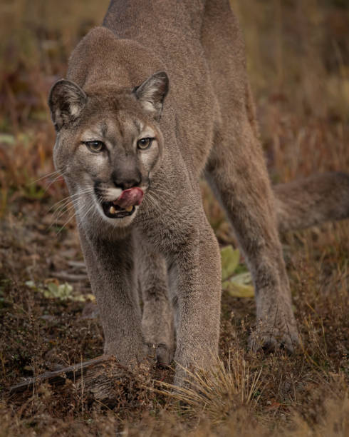 istock Mountain Lion adult in Fall colors 1191075399