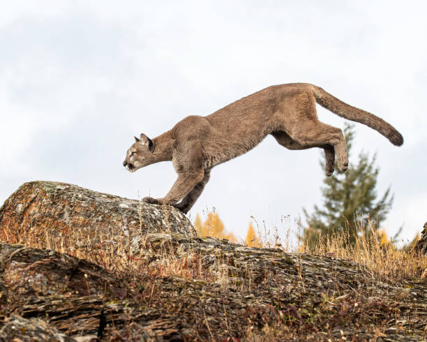 istock Mountain Lion adult in Fall colors 1191075413