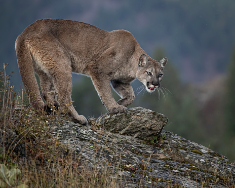 Mountain lion playing and posing in the Fall colors in Montana USA