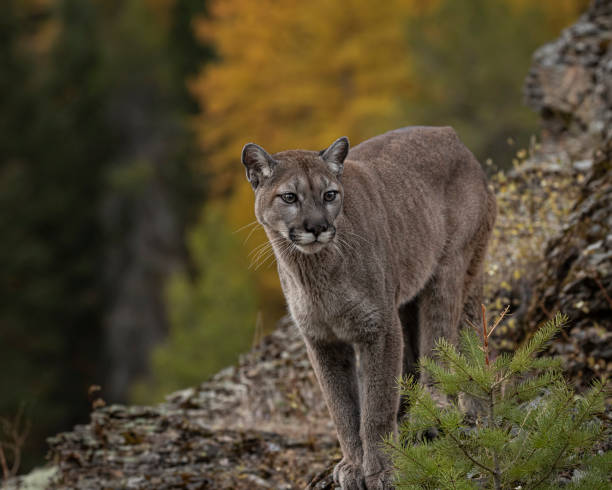istock Mountain Lion adult in Fall colors 1191075461