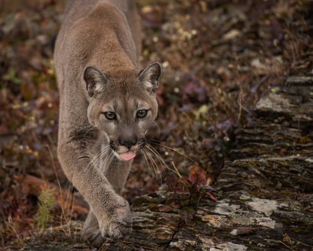 istock Mountain Lion adult in Fall colors 1191075471
