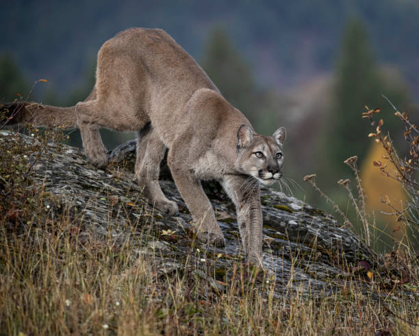 istock Mountain Lion adult in Fall colors 1191075506