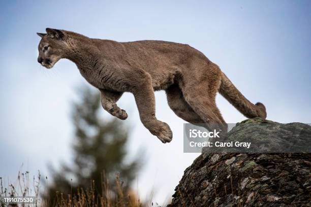 Mountain Lion Adult In Fall Colors Stock Photo - Download Image Now - Animal Wildlife, Animals Hunting, Autumn