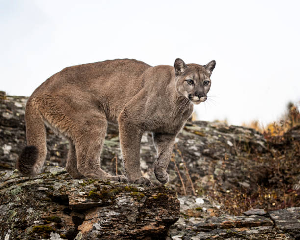 istock Mountain Lion adult in Fall colors 1191075556