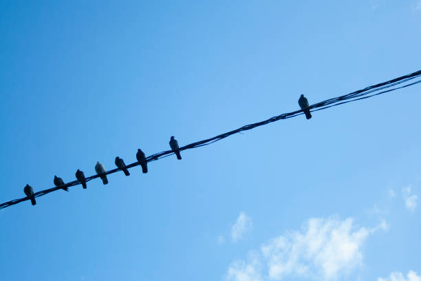 Individuality concept, independent thinker symbol, many pigeon birds on a wire with one individual in the opposition as a business icon. herd thinking
