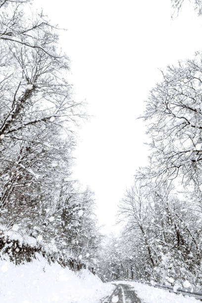 istock Winter forest snow road. Forest road winter snow view. 1191075927
