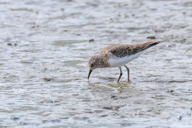 istock Water Bird Sandpiper, Common Sandpiper (Actitis hypoleucos) 1191075938
