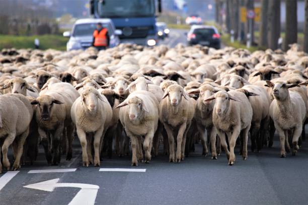 istock flock of sheep 1191075957