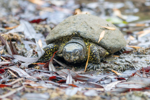 istock European pond turtle (Emys orbicularis) sleapy after hibernation, early spring 1191076782