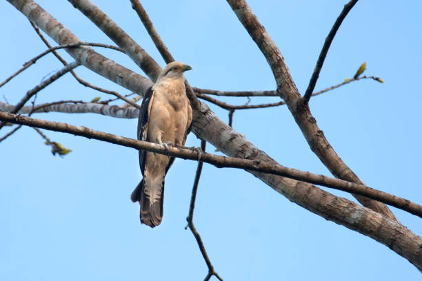 istock Yellow headed Cara cara falcon perched over Amazon River Peru 1191077186