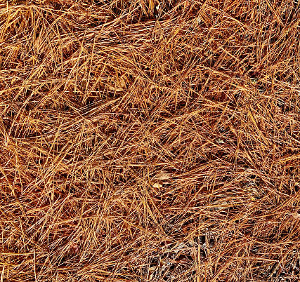 Background of a large amount of pine straw